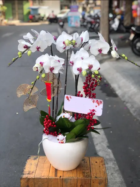 蝴蝶蘭:  繁榮蝴蝶蘭花盆 - LHĐ80 