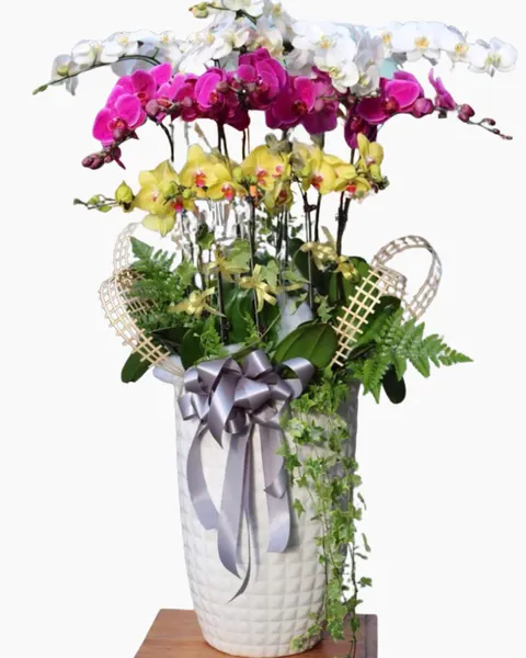 Lucky Flower Orchid - LHĐ171