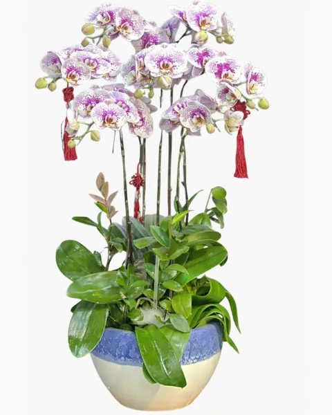 Lan Hồ Điệp: Chậu Lan Hồ Điệp Thịnh Vượng - LHĐ145 | Flosa