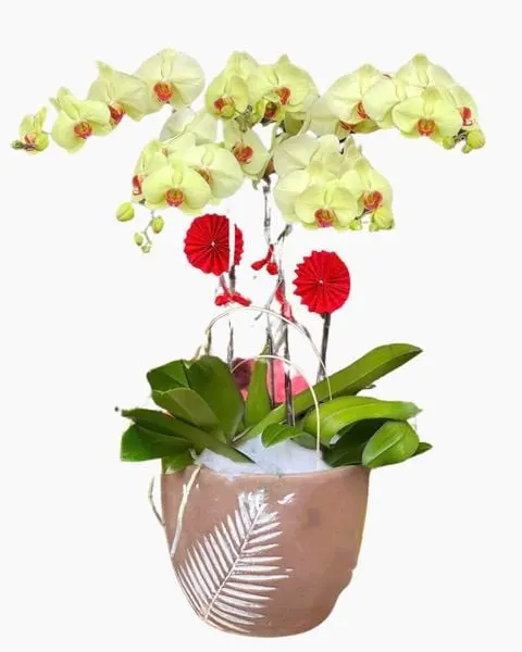 Lan Hồ Điệp: Chậu Hoa Lan Hồ Điệp Xuân Sang - LHĐ86 | Flosa