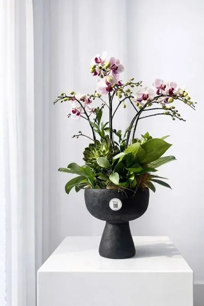 Lan Hồ Điệp: Chậu Lan Hồ Điệp Duyên Lan Thanh Nhã - LHD223 | Flosa