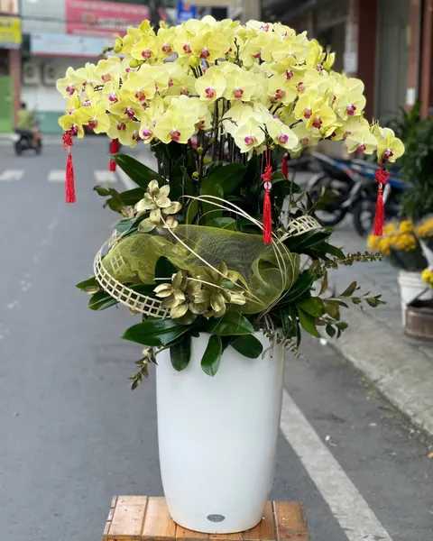 Lan Hồ Điệp: Chậu Lan Hồ Điệp Thịnh Vượng  - LHĐ137 | Flosa