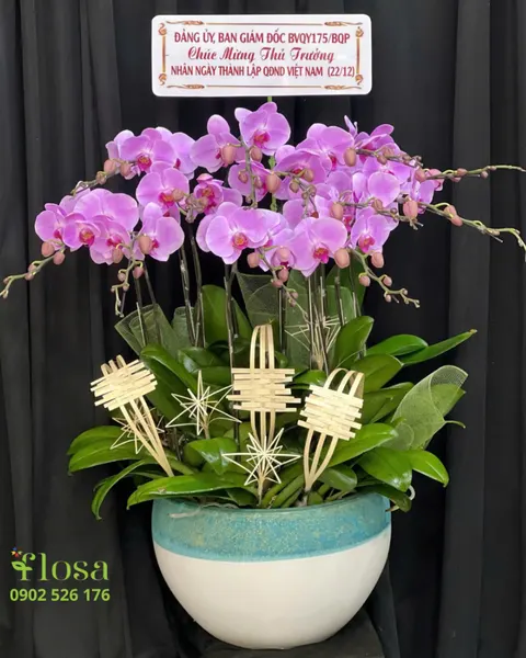 Lan Hồ Điệp: Chậu Lan Hồ Điệp Uyên Ương - LHĐ127 | Flosa