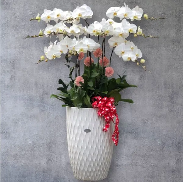 Lan Hồ Điệp: Chậu Hoa Lan Hồ Điệp Trắng - LHĐ04 - Flosa