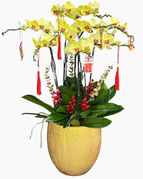 Lan Hồ Điệp: Chậu Lan Hồ Điệp Vinh Hoa - LHĐ184 | Flosa