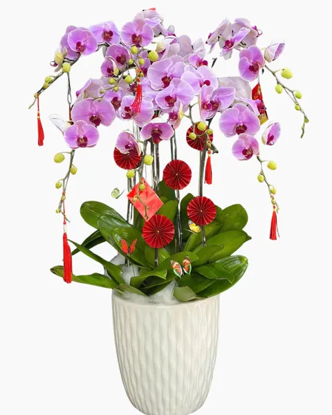 Lan Hồ Điệp: Chậu Lan Hồ Điệp Như Ý - LHĐ179 | Flosa