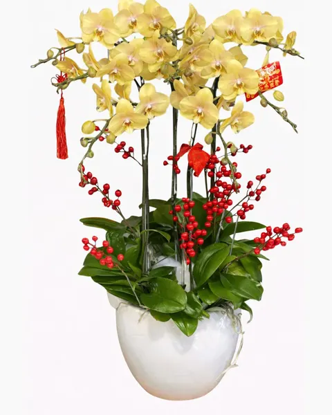 Lan Hồ Điệp: Chậu Hoa Lan Hồ Điệp 8 Cành Vàng Nâu - LHĐ114 | Flosa