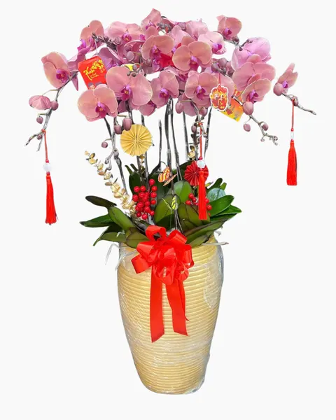 Lan Hồ Điệp: Chậu Lan Hồ Điệp Hưng Thịnh - LHĐ180 | Flosa