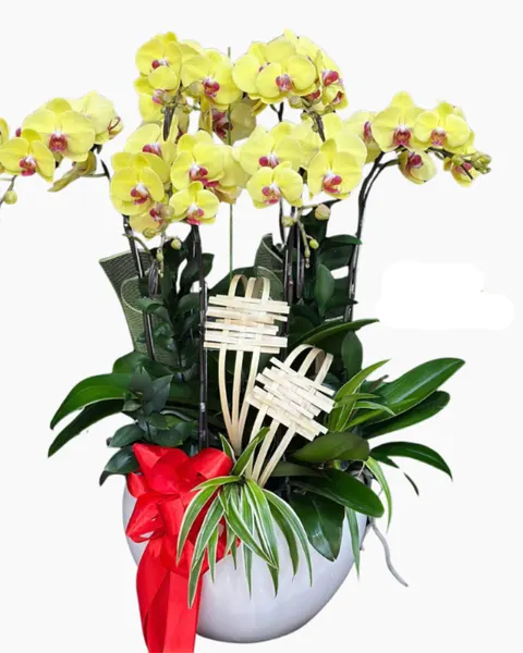 Lan Hồ Điệp: Chậu Lan Hồ Điệp Sắc Vàng-LHĐ124 | Flosa