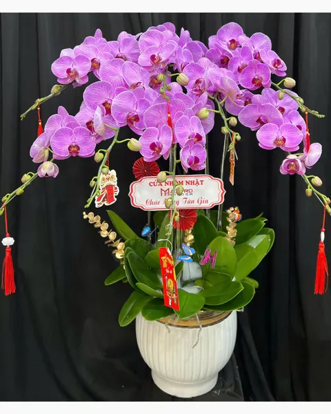 Lan Hồ Điệp: Chậu Lan Hồ Điệp Đại Lợi - LHĐ181 | Flosa