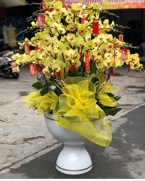 Lan Hồ Điệp: Chậu Lan Hồ Điệp Trường Phát - LHĐ170 | Flosa
