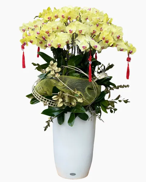 Lan Hồ Điệp: Chậu Lan Hồ Điệp Thịnh Vượng  - LHĐ137 | Flosa