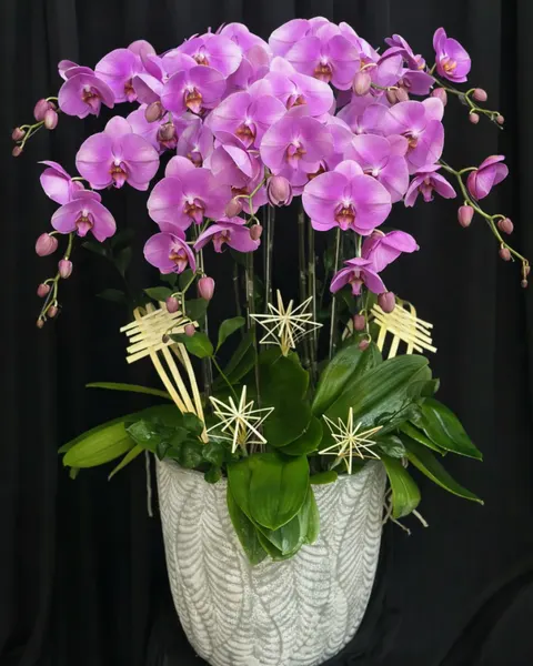 Lan Hồ Điệp: Chậu Lan Hồ Điệp Viên Mãn - LHĐ194 | Flosa