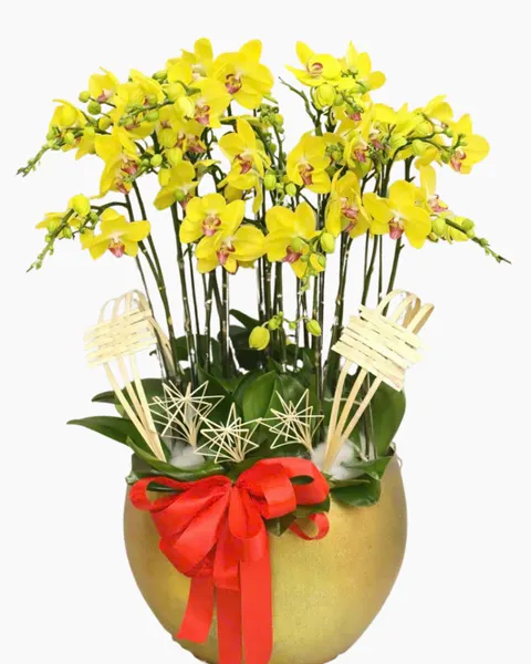 Lan Hồ Điệp: Chậu Lan Hồ Điệp Trường Thịnh   - LHĐ173 | Flosa