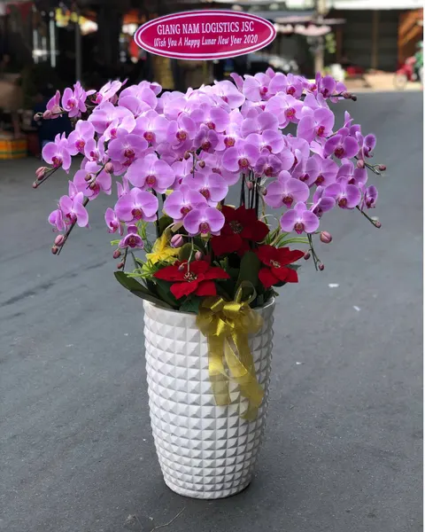 Lan Hồ Điệp: Chậu Lan Hồ Điệp Phú An - LHĐ161 | Flosa