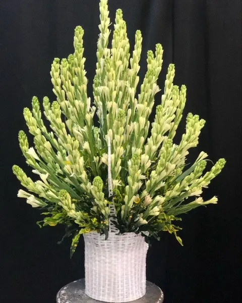 弔唁花籃:  白色晚香玉花籃 - GHV13 - 悼念花籃 