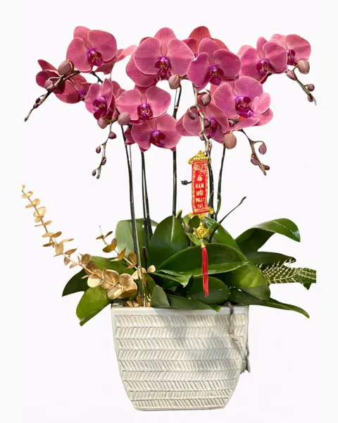 Lan Hồ Điệp: Chậu Hoa Lan Hồ Điệp Cánh Bướm 5 Cành - LHĐ110 | Flosa