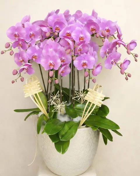 Lan Hồ Điệp: Chậu Lan Hồ Điệp Phát Tài - LHĐ174 | Flosa