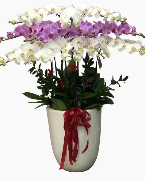 Lan Hồ Điệp: Chậu Lan Hồ Điệp Phúc Khang - LHĐ153 | Flosa