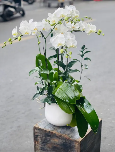 蝴蝶蘭:  迷你白色蝴蝶蘭花盆2支 - LHĐ93 