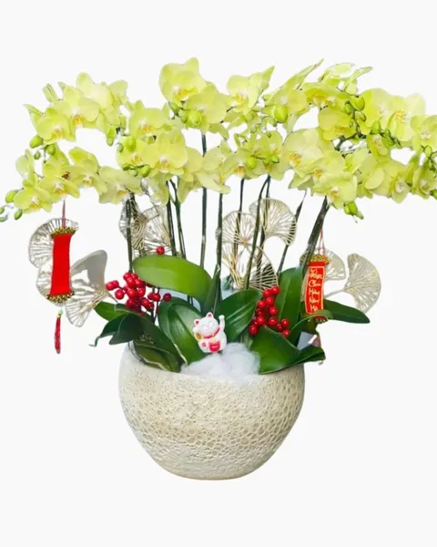 Lan Hồ Điệp: Chậu Hoa Lan Hồ Điệp Vạn Hạnh - LHĐ84 | Flosa