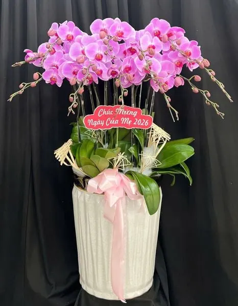Phalaenopsis Orchids:  Gentle Grace Pink Phalaenopsis Orchid Pot - LHD252 