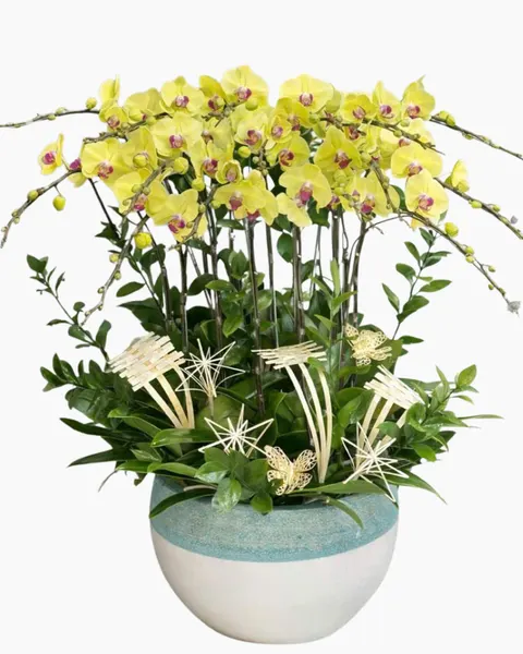 Lan Hồ Điệp: Chậu Lan Hồ Điệp Lộc Qúy- LHĐ175 | Flosa