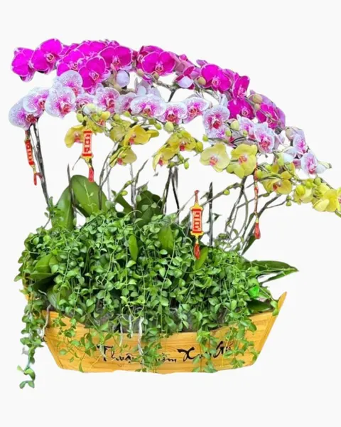 Lan Hồ Điệp: Chiếc Thuyền Lan Hồ Điệp - LHĐ107 | Flosa