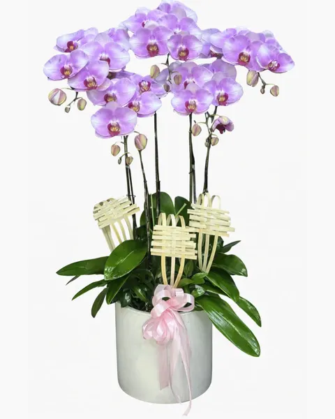 Lan Hồ Điệp: Chậu Lan Hồ Điệp Tím Mơ - LHĐ128 | Flosa