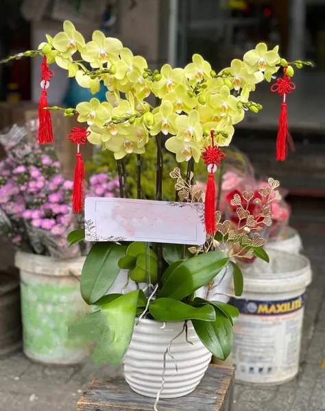Lan Hồ Điệp: Chậu Hoa Lan Hồ Điệp Xanh Nhỏ - LHĐ101 | Flosa