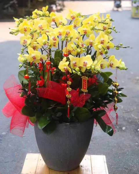 Lan Hồ Điệp: Chậu Lan Hồ Điệp Phú Quý - LHĐ156 | Flosa