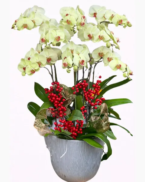 Lan Hồ Điệp: Chậu Hoa Lan Hồ Điệp Đón Xuân - LHĐ83 | Flosa