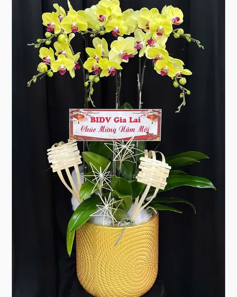 Lan Hồ Điệp: Chậu Lan Hồ Điệp Kim Điệp - LHĐ185 | Flosa