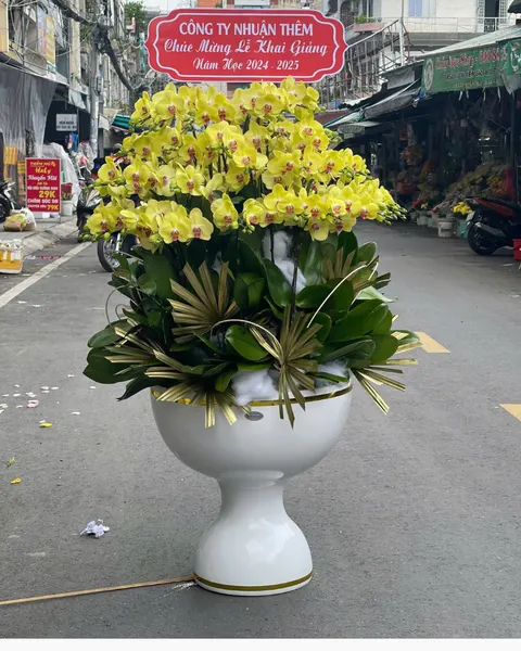 Lan Hồ Điệp: Chậu Lan Hồ Điệp Phú Thịnh  - LHĐ138 | Flosa