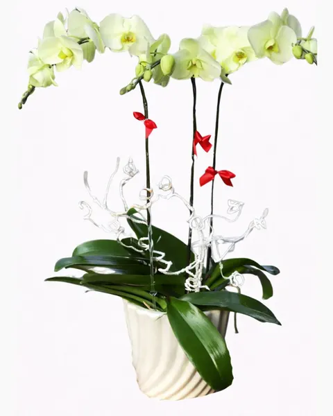 蝴蝶蘭:  牛油果色蝴蝶蘭花盆 - LHĐ41 