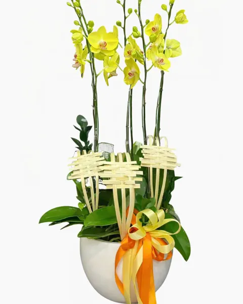Lan Hồ Điệp: Chậu Lan Hồ Điệp Vàng Phát - LHĐ129 | Flosa