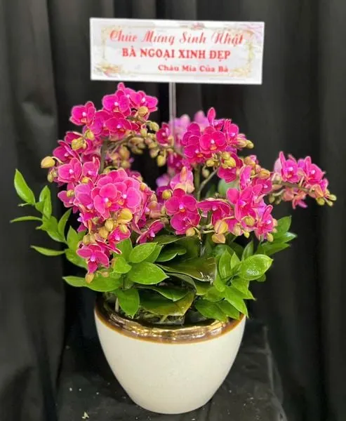 Lan Hồ Điệp: Chậu Lan Hồ Điệp Cưng Yêu - LHĐ209 | Flosa