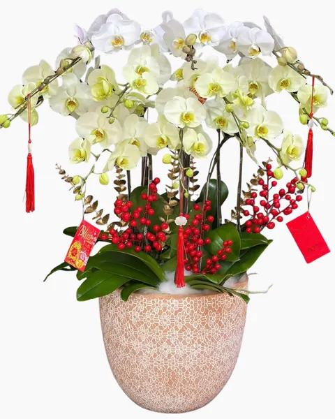 Lan Hồ Điệp: Chậu Lan Hồ Điệp Hòa Ca  - LHĐ187 | Flosa