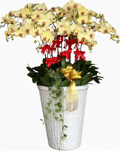Lan Hồ Điệp: Chậu Lan Hồ Điệp Vượng  Xuân - LHĐ154 | Flosa