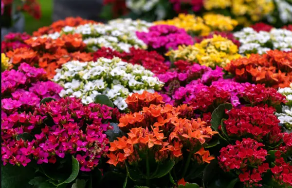 Cây sống đời thuộc họ Crassulaceae và có nguồn gốc từ Madagascar