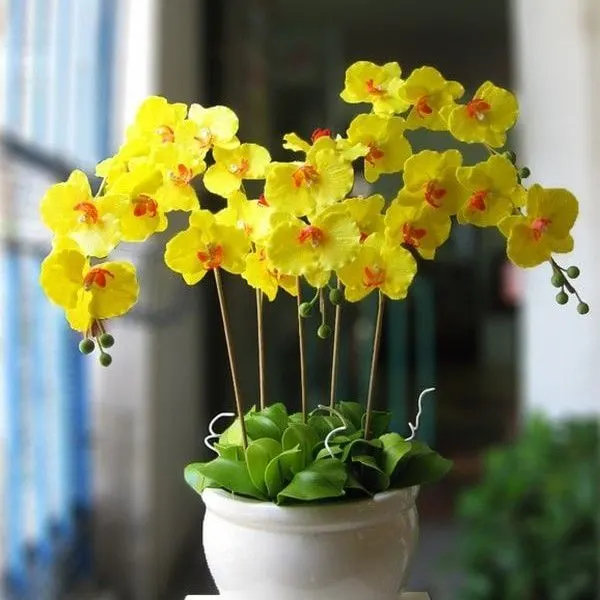 Lan hồ điệp vàng biểu tượng cho sự cao quý, may mắn và nét đẹp mê mải khó cưỡng