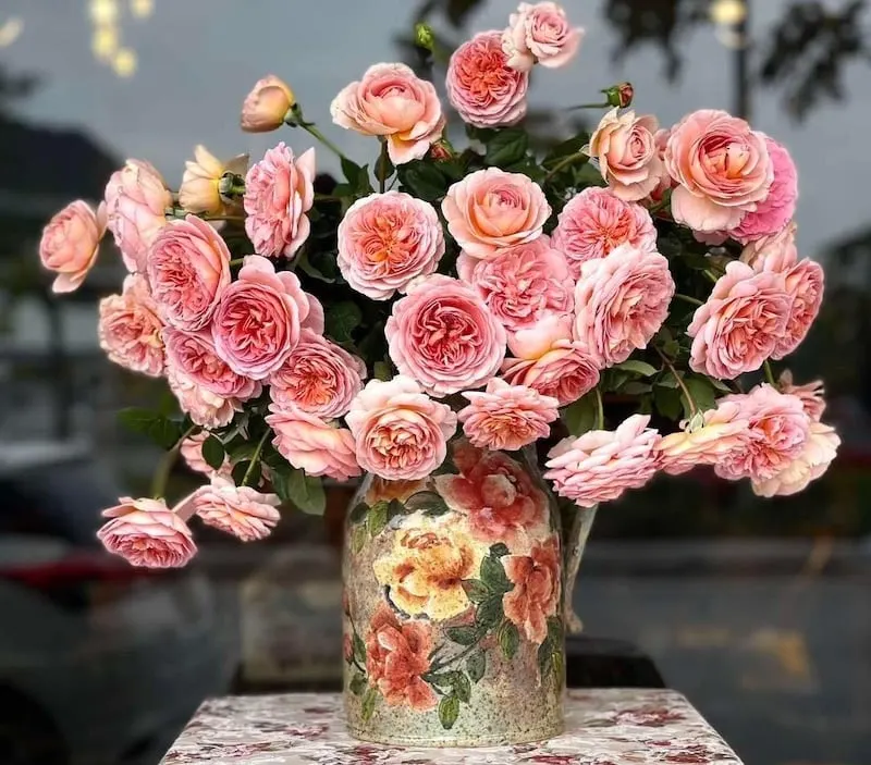 Hoa hồng trắng Darby thuộc dòng David Austin - Hoa hồng sinh nhật đẹp nhất Thế Giới