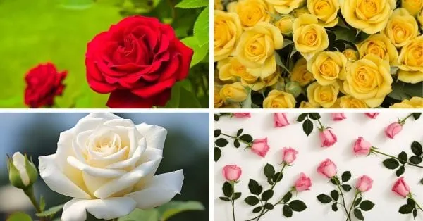 Ý nghĩa của các loài hoa hồng theo màu sắc