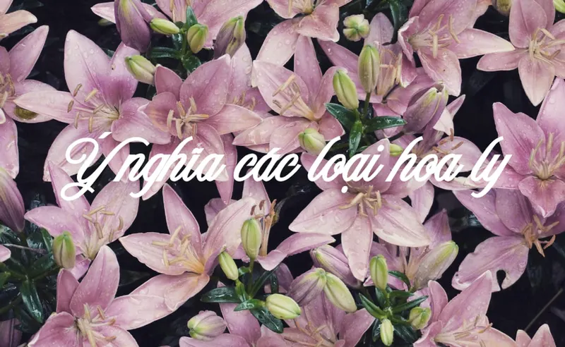 Hoa ly (Lily): Nguồn gốc, ý nghĩa các loại hoa bách hợp và cách trồng đơn giản