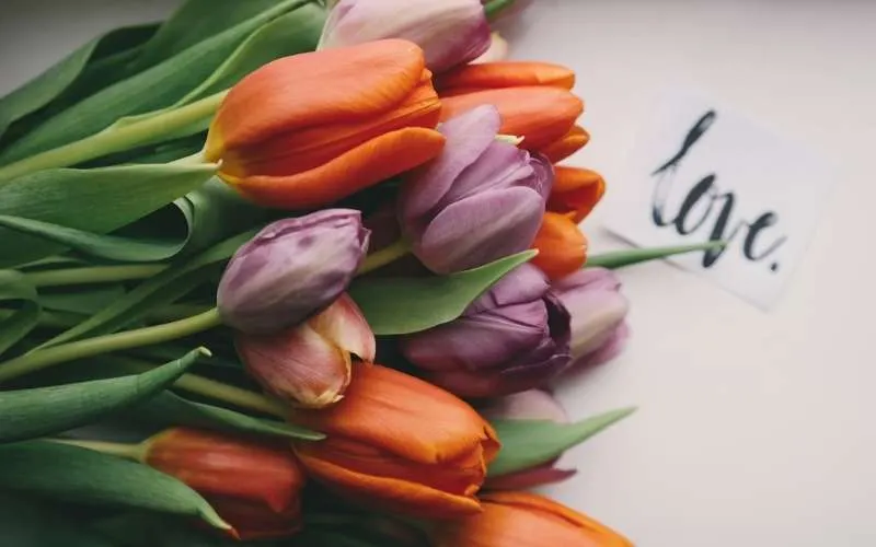 Hoa tulip biểu tượng cho sự bền vững và chân thành trong tình yêu