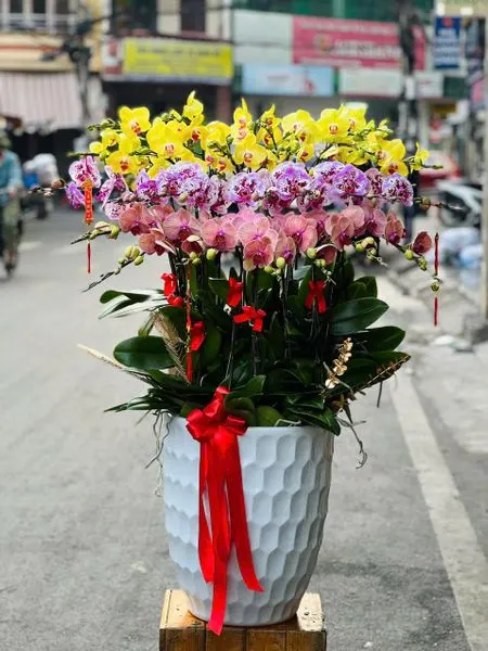  Chậu Hoa Lan Hồ Điệp 25 Cành Mix Màu - LHĐ108 