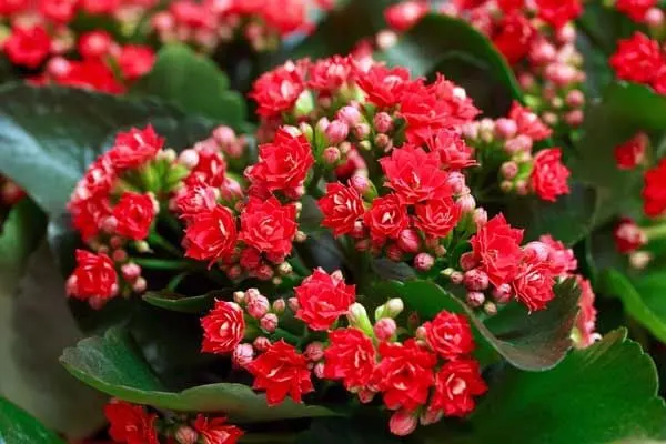 Hoa hạnh phúc đỏ mang ý nghĩa cho sự may mắn, hạnh phúc và những niềm vui