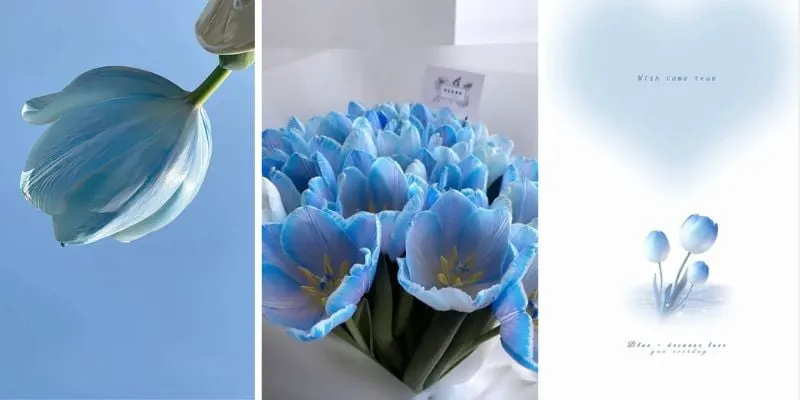 Hình nền hoa tulip cho điện thoại