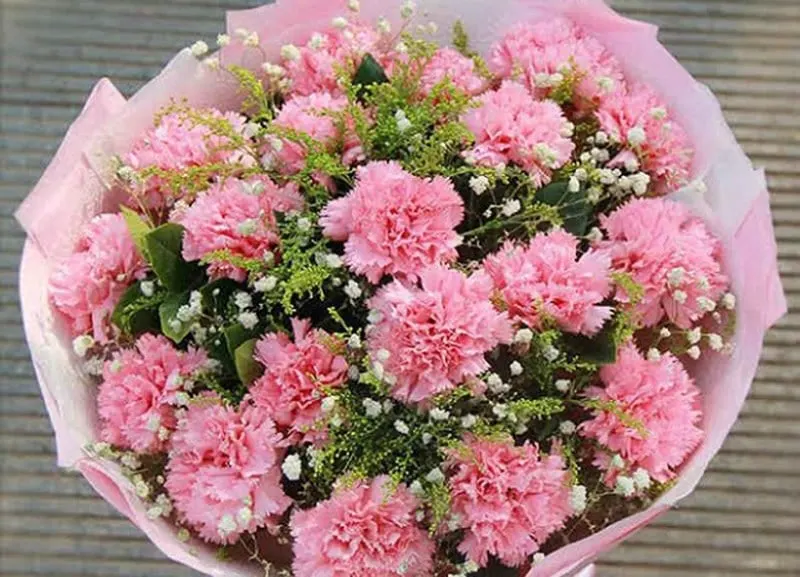 19 bông hoa cẩm chướng mang ý nghĩa 