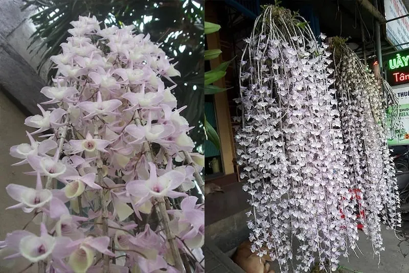 Hạc vĩ hay ngọc lan, thạch hộc không lá, lan hoàng thảo hạc vĩ, vô diệp thạch hộc là một loài lan trong chi Lan hoàng thảo.